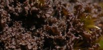 Leptogium pulvinatum